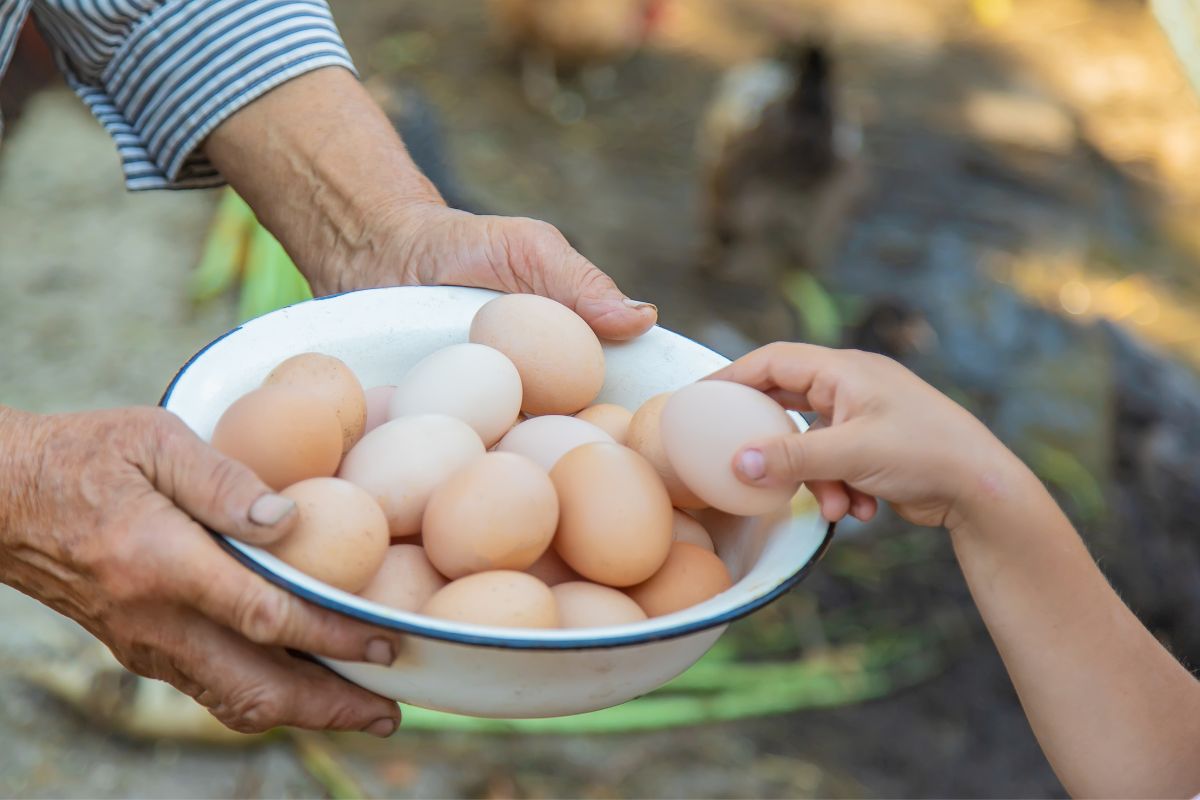 Sharing eggs from your homestead with your community